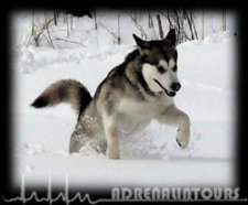 [billede: slædehund (Alaskan Malamute) i sneen]